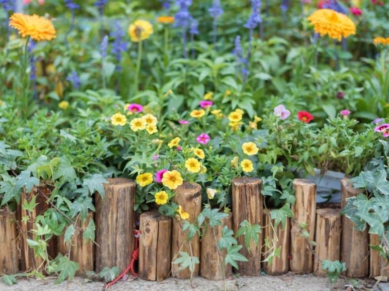 yellow and pink flowers behind wooden logs edging 