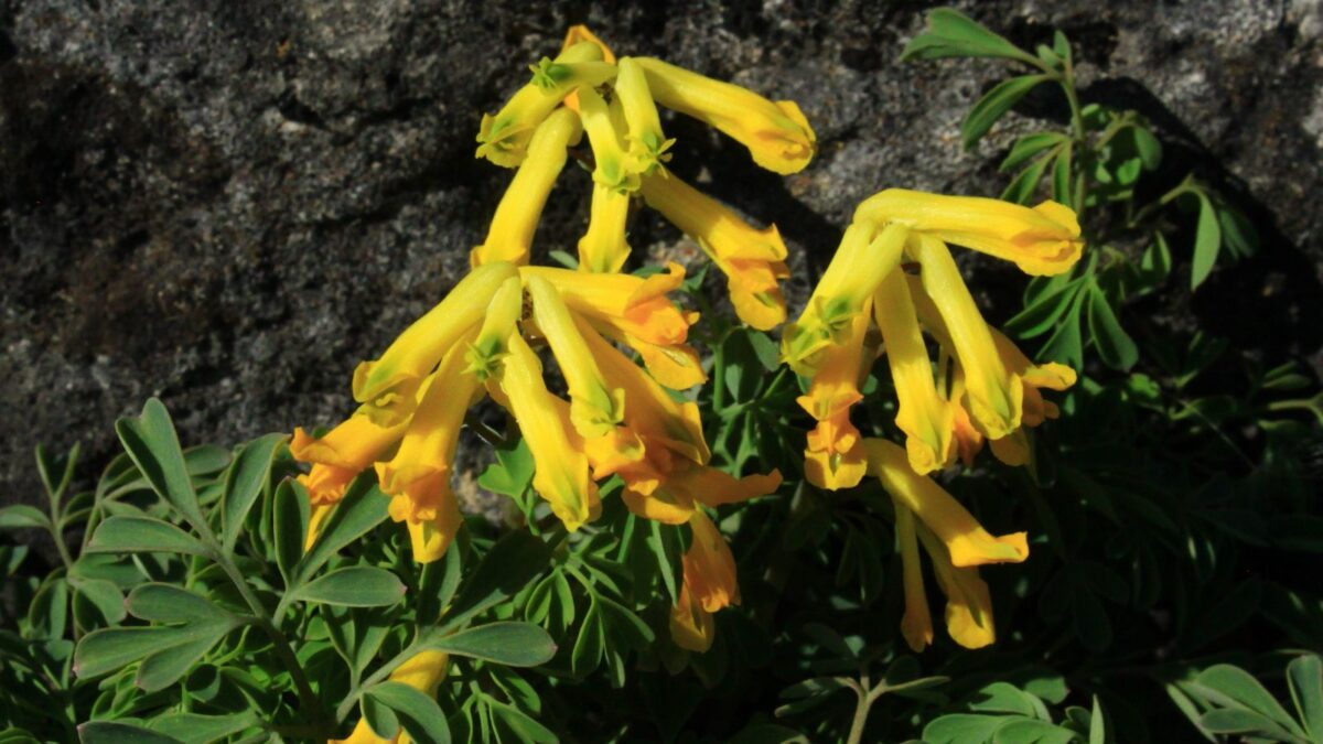 Yellow Fumitory - Corydalis lutea