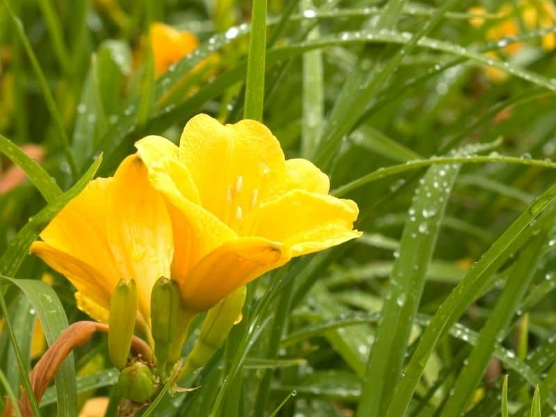 yellow daylily flowers