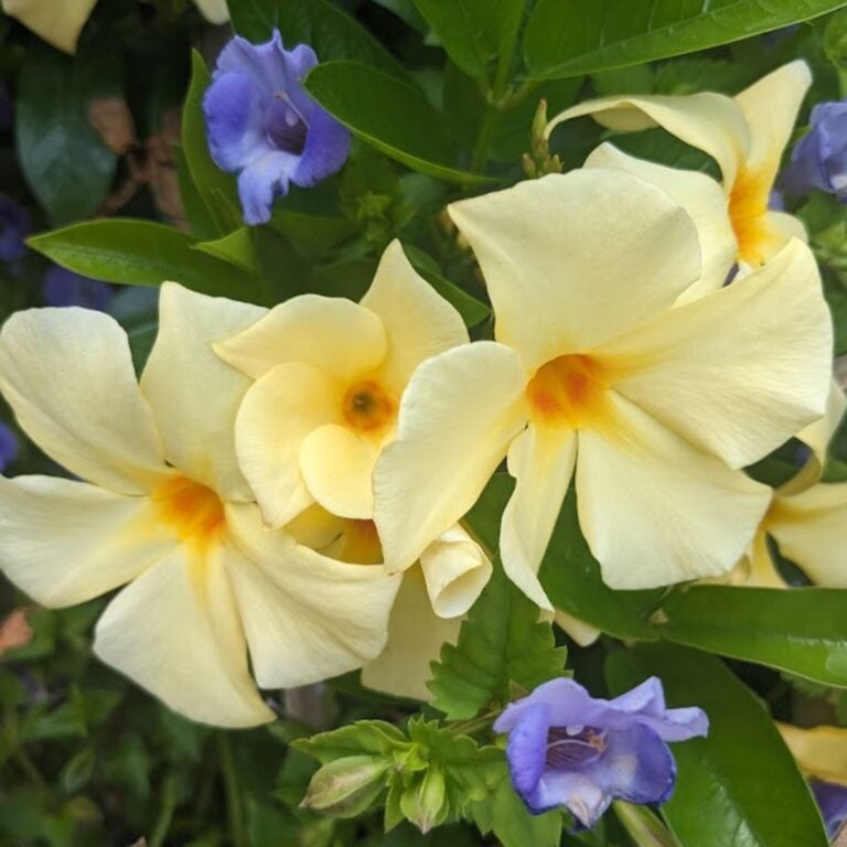 yellow frangipani flowers.
