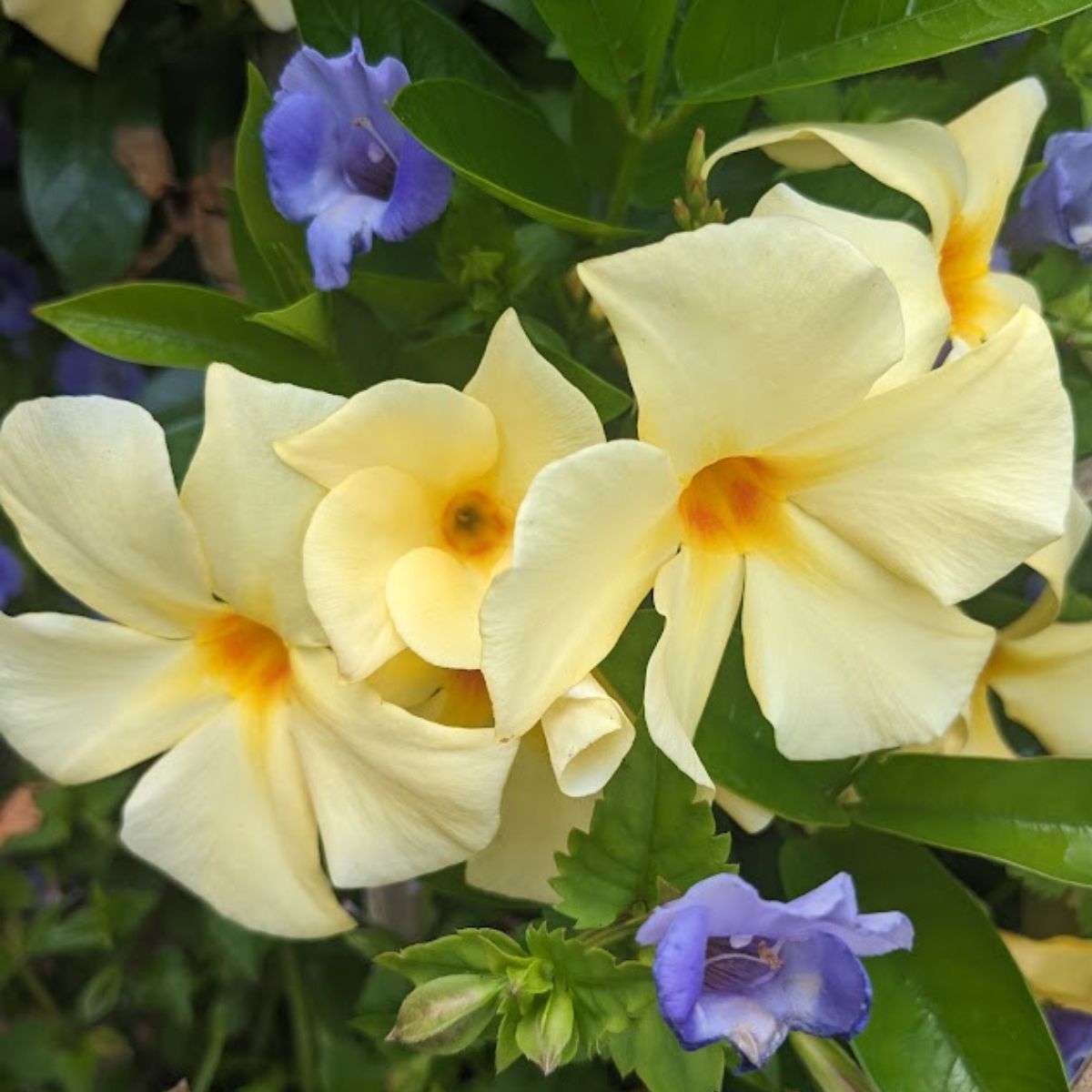 yellow frangipani flowers.