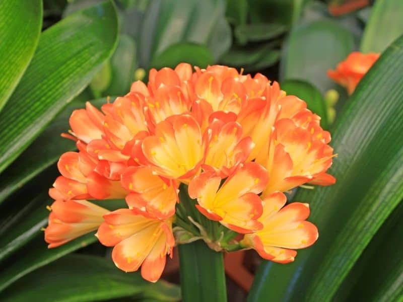 Kaffir lily - orange flowers