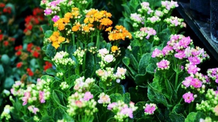 8 Kingly Flowers that Start With K
