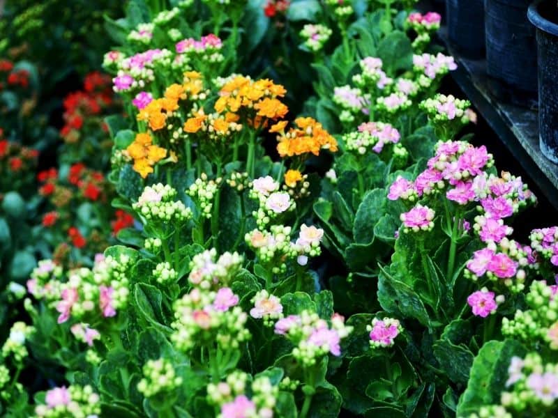 a mixture of pink and orange kalanchoe