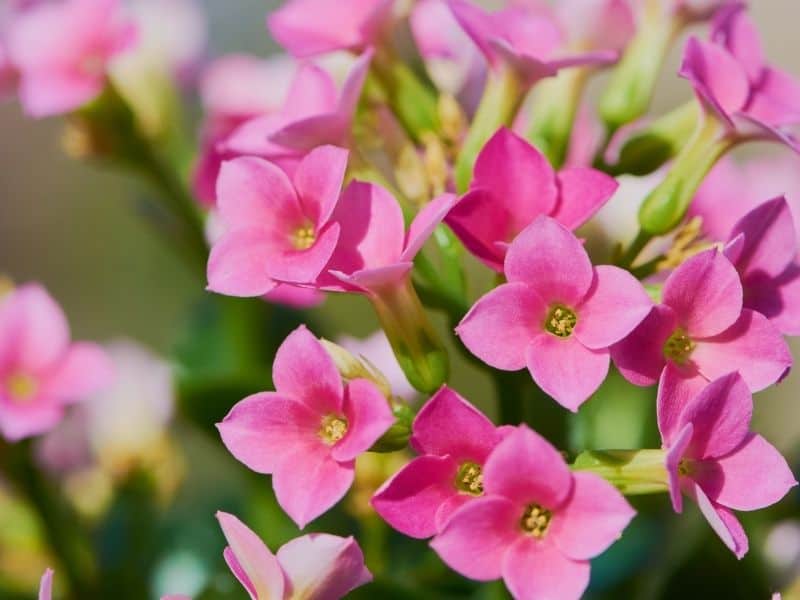 pink Kalanchoe