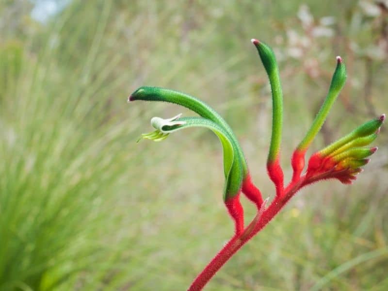 Kangaroo paw flower