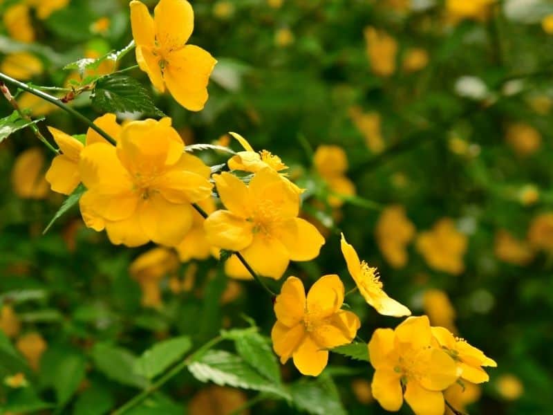 Kerria japonica - yellow blooms