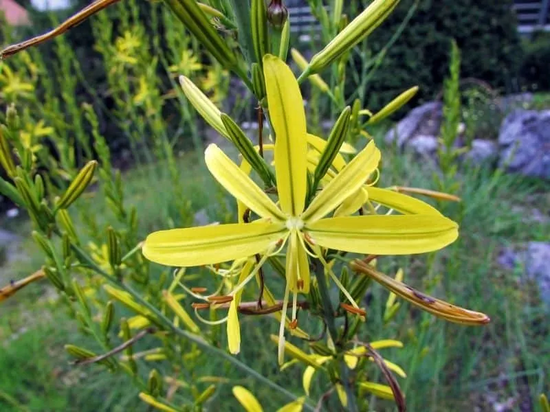 King's spear flower