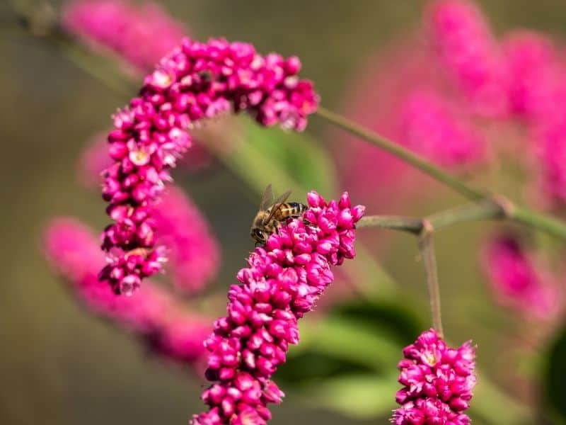 Kiss-me-over-the-garden-gate flowers