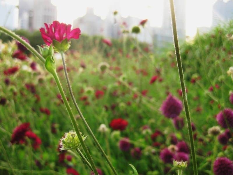 Knautia flowers