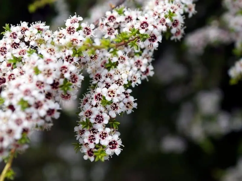 white Kunzea flowers