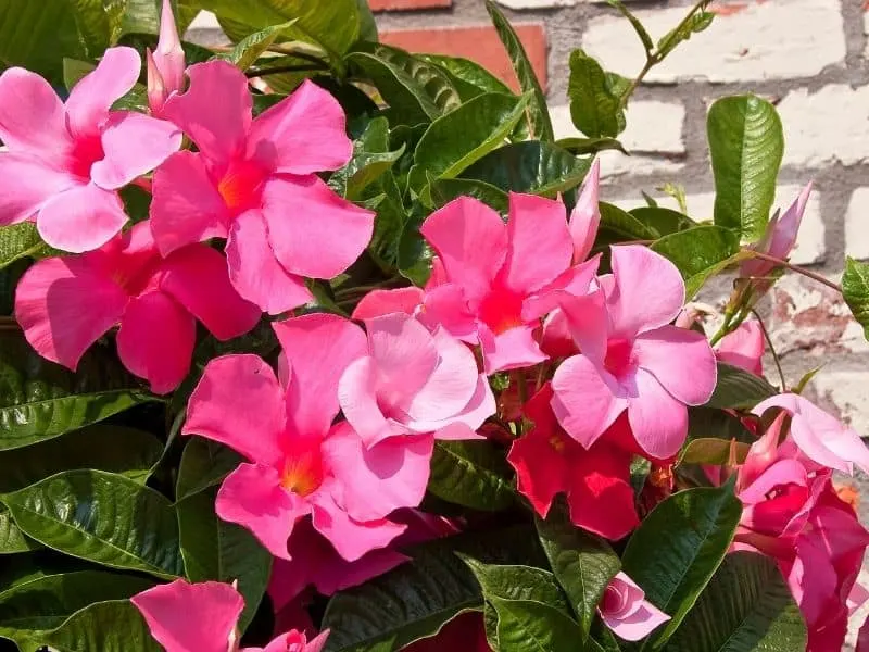 Mandevilla flowers