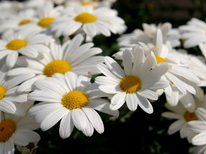 Marguerite daisy