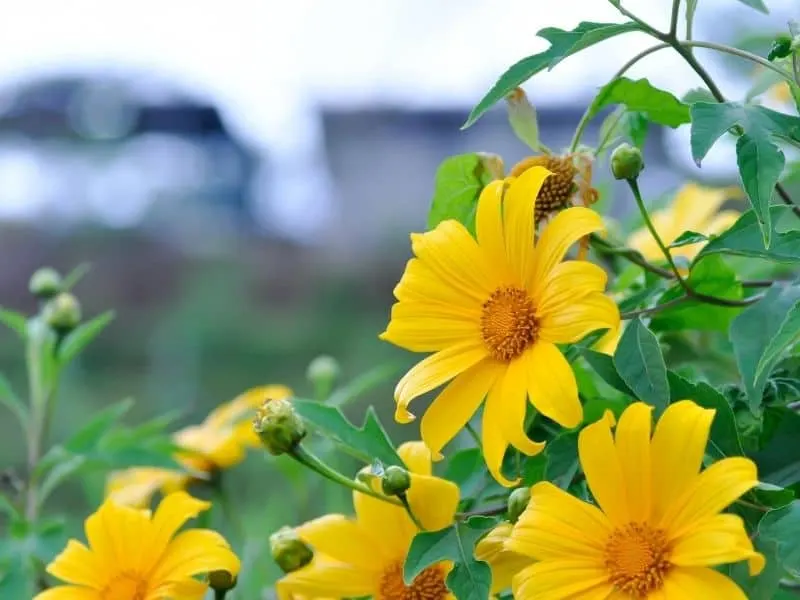 Mexican sunflower