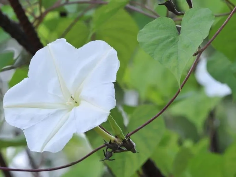 Moonflower