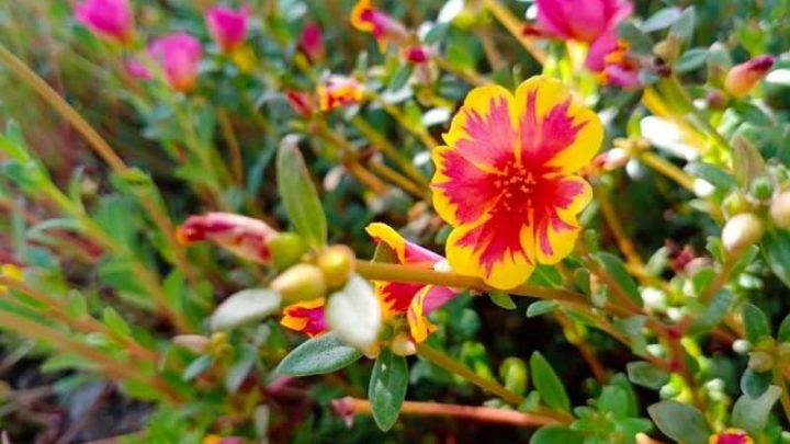 17 Magical Flowers That Start With M
