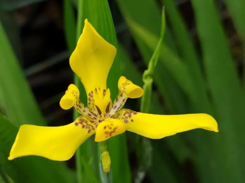 yellow Neomarica flower