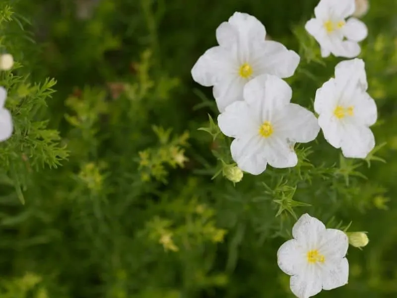white Nierembergia flowers