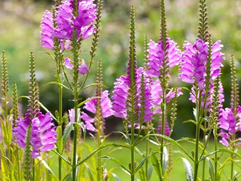 Obedient plant