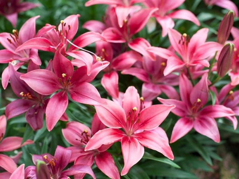 Oriental lilies