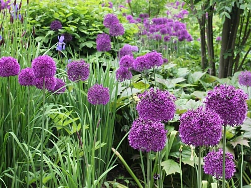 ornamental onions