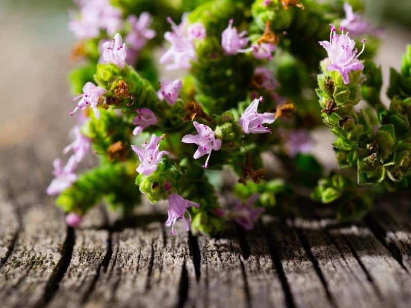 Ornamental oregano