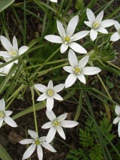 Ornithogalum - Star of Bethlehem flowers