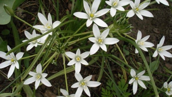 10 Outstanding Flowers that Start with O