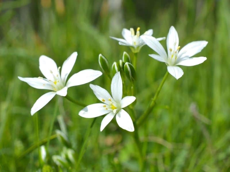 Ornithogalum flowers