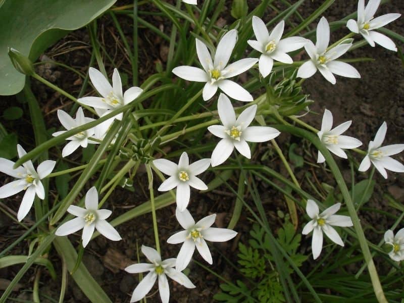 Ornithogalum - Star of Bethlehem flowers