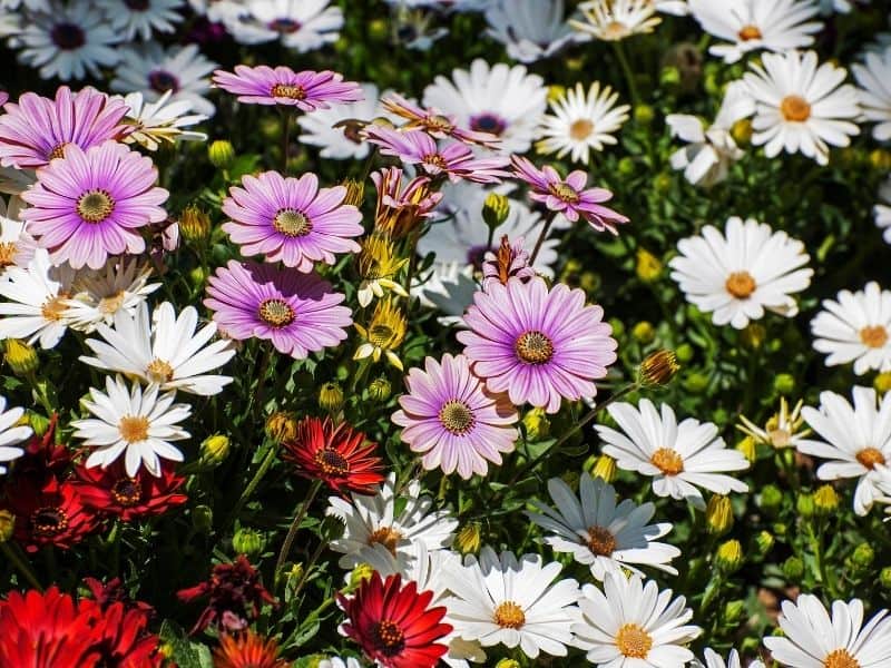 Osteospermum flowers