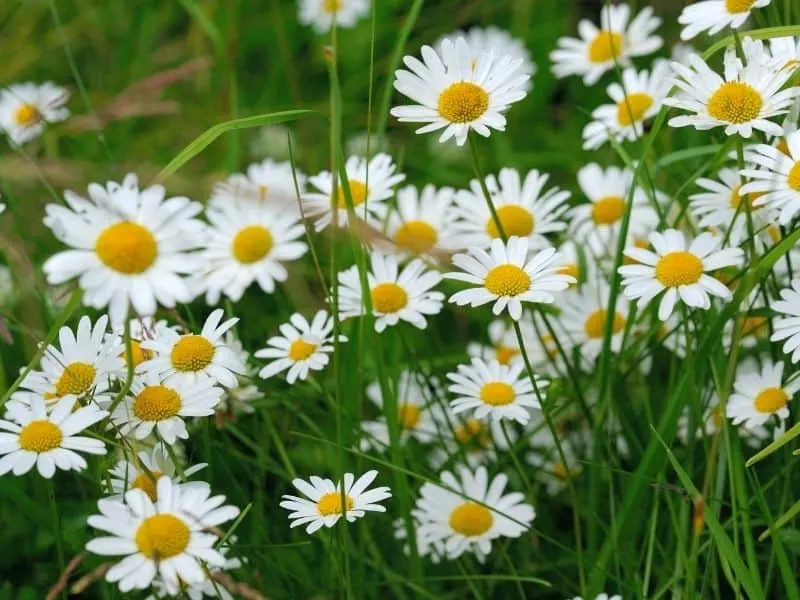 Oxeye daisy flowers