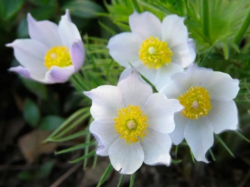 Pasque flowers