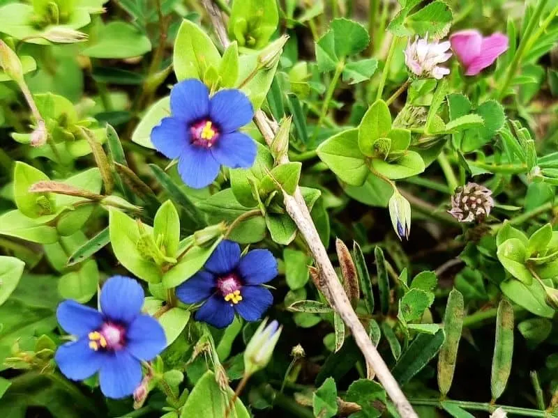 Pimpernel flowers