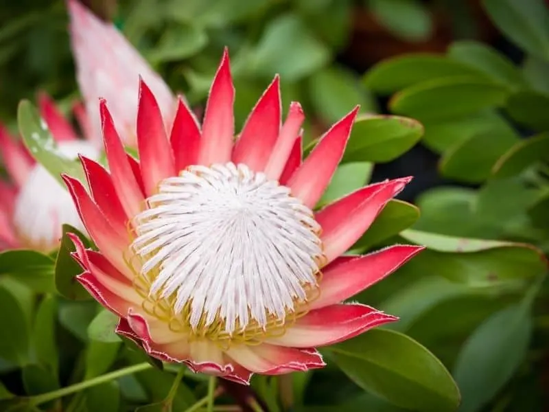 Protea cynaroides