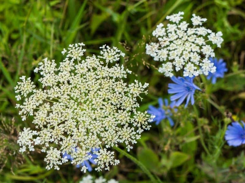 Queen Ann's lace