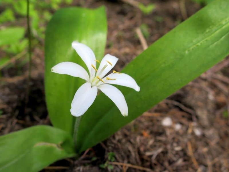 Queen's cup flower