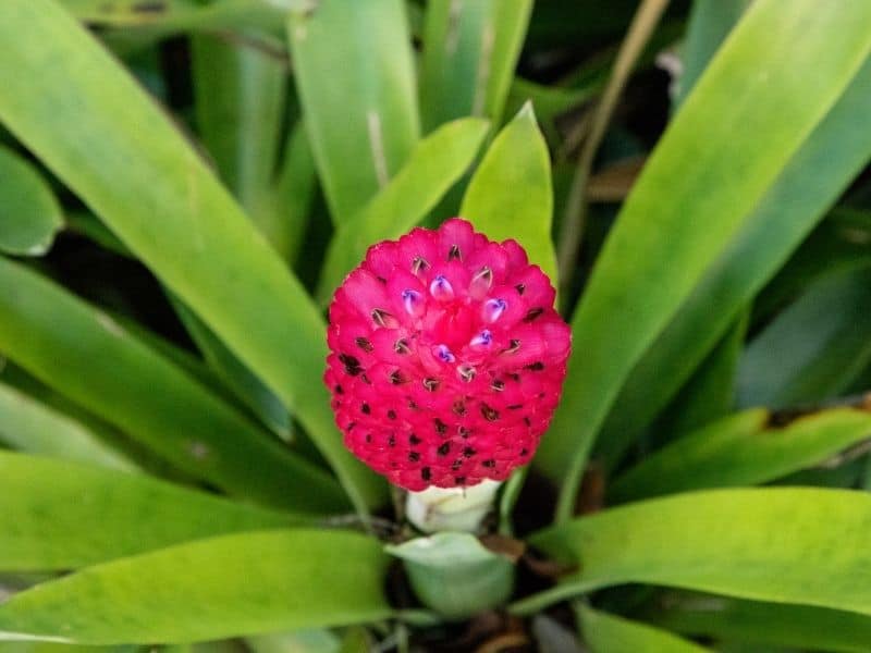 Quesnelia flower