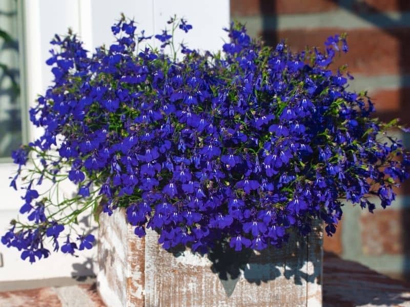 basket of lobelia