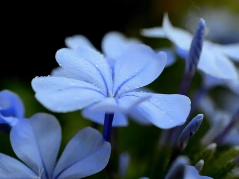 blue phlox flowers