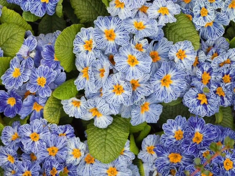 blue primrose flowers