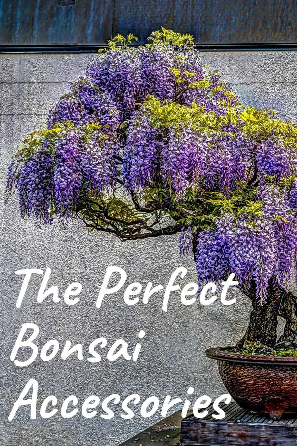 The perfect bonsai accessories