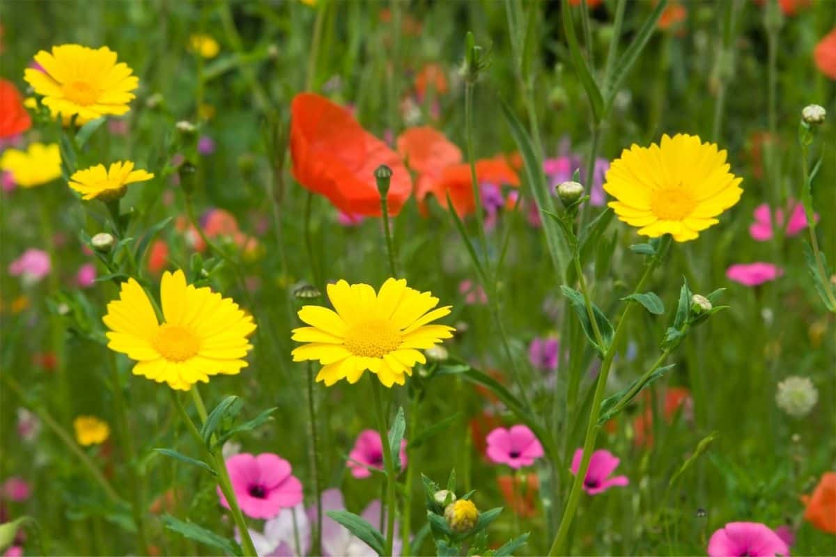 colorful flower field