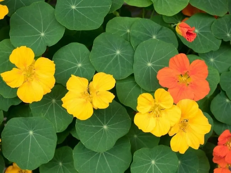 yellow and orange nasturtium flowers