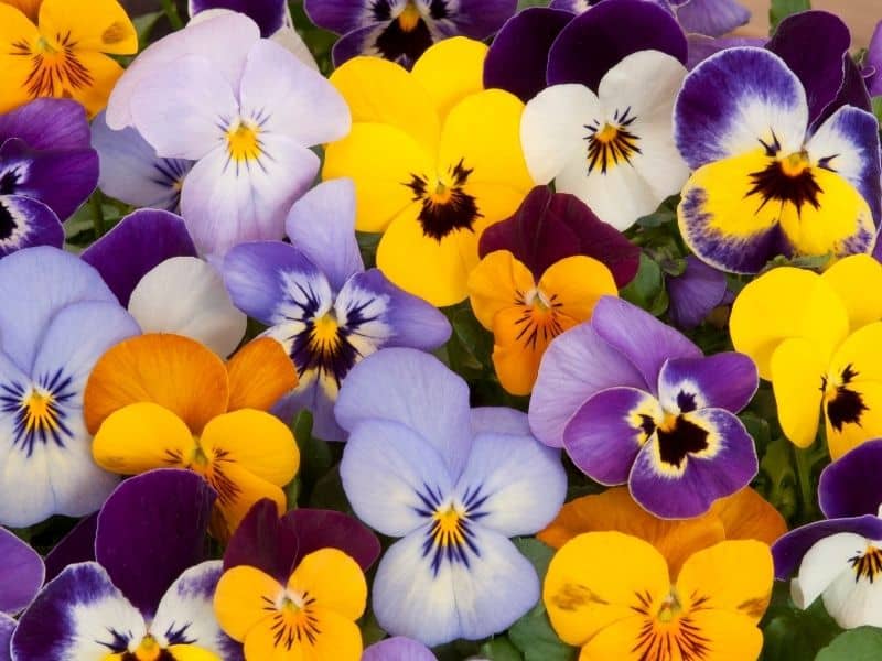 colorful pansies