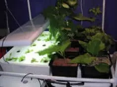 lettuce raft and bato bucket combo