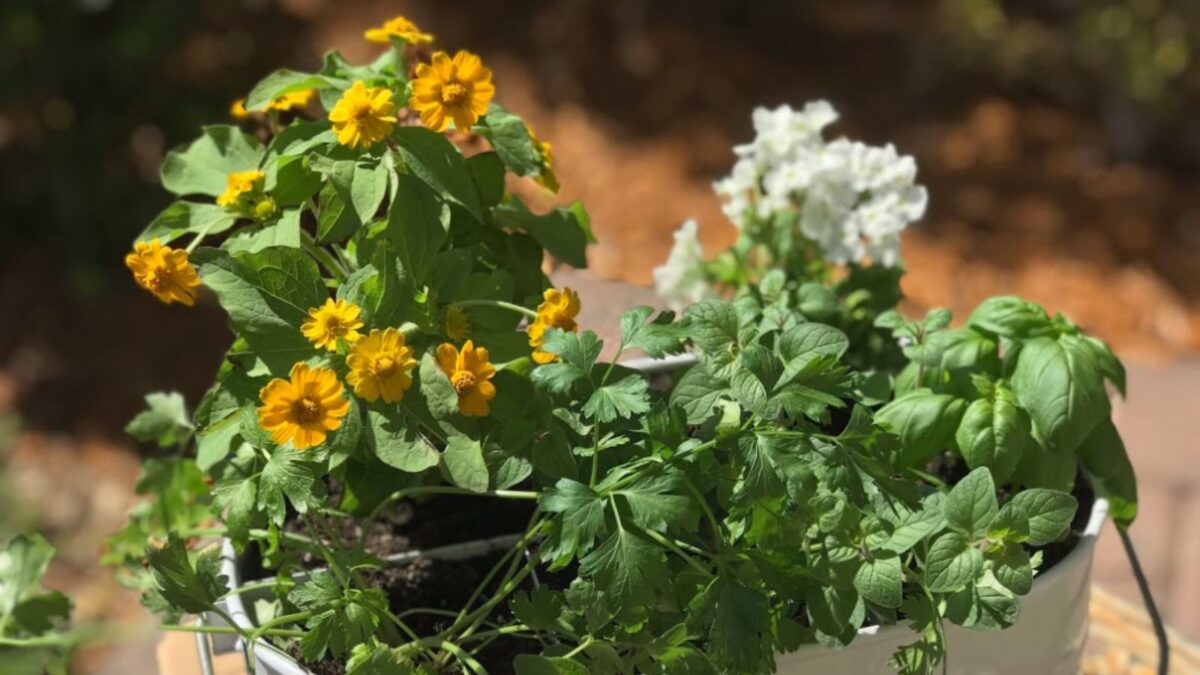 Container herb garden.