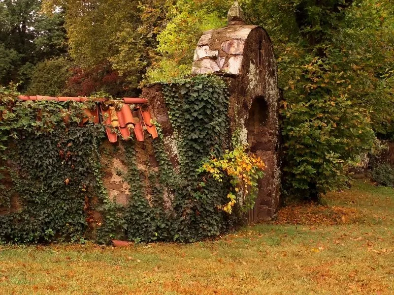 fence covered with english ivy