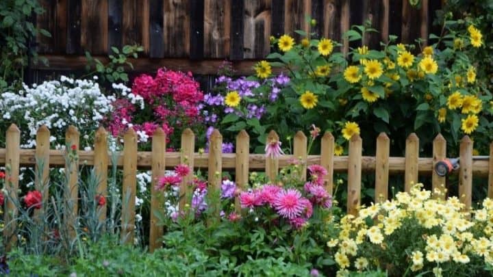 Flowers From A To Z – A Sampling of Remarkable Diversity