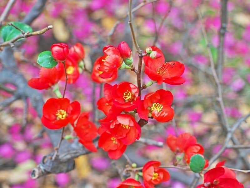 quince flowers